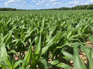 Property photo 73 - LAND AUCTION - 293+/- ACRES OFFERED IN 13 TRACTS IN CARROLL COUNTY, INDIANA
