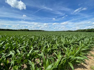 Property photo 74 - LAND AUCTION - 293+/- ACRES OFFERED IN 13 TRACTS IN CARROLL COUNTY, INDIANA