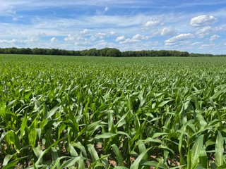 Property photo 75 - LAND AUCTION - 293+/- ACRES OFFERED IN 13 TRACTS IN CARROLL COUNTY, INDIANA