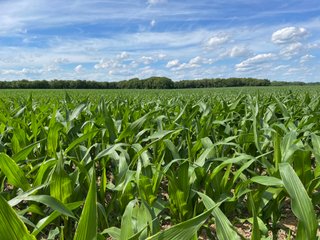 Property photo 76 - LAND AUCTION - 293+/- ACRES OFFERED IN 13 TRACTS IN CARROLL COUNTY, INDIANA