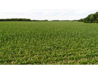 Property photo 85 - LAND AUCTION - 293+/- ACRES OFFERED IN 13 TRACTS IN CARROLL COUNTY, INDIANA