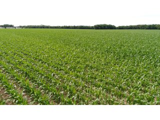 Property photo 87 - LAND AUCTION - 293+/- ACRES OFFERED IN 13 TRACTS IN CARROLL COUNTY, INDIANA