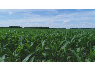 Property photo 88 - LAND AUCTION - 293+/- ACRES OFFERED IN 13 TRACTS IN CARROLL COUNTY, INDIANA