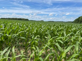 Property photo 89 - LAND AUCTION - 293+/- ACRES OFFERED IN 13 TRACTS IN CARROLL COUNTY, INDIANA