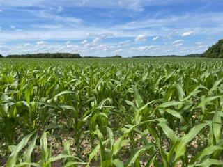 Property photo 90 - LAND AUCTION - 293+/- ACRES OFFERED IN 13 TRACTS IN CARROLL COUNTY, INDIANA
