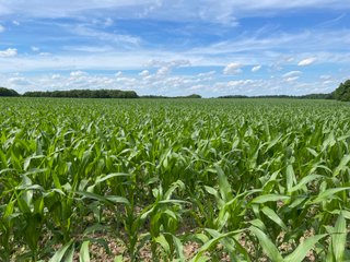 Property photo 91 - LAND AUCTION - 293+/- ACRES OFFERED IN 13 TRACTS IN CARROLL COUNTY, INDIANA