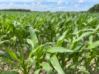 Property photo 92 - LAND AUCTION - 293+/- ACRES OFFERED IN 13 TRACTS IN CARROLL COUNTY, INDIANA