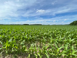 Property photo 93 - LAND AUCTION - 293+/- ACRES OFFERED IN 13 TRACTS IN CARROLL COUNTY, INDIANA