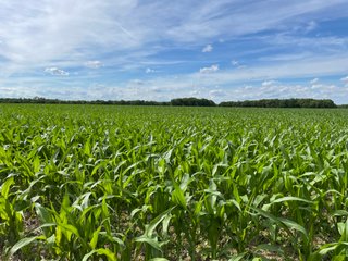 Property photo 95 - LAND AUCTION - 293+/- ACRES OFFERED IN 13 TRACTS IN CARROLL COUNTY, INDIANA