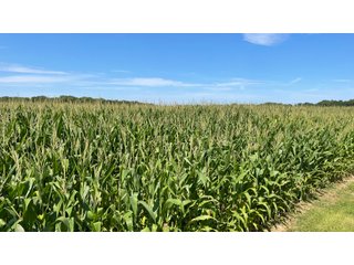 Property photo 116 - LAND AUCTION - 293+/- ACRES OFFERED IN 13 TRACTS IN CARROLL COUNTY, INDIANA
