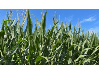 Property photo 117 - LAND AUCTION - 293+/- ACRES OFFERED IN 13 TRACTS IN CARROLL COUNTY, INDIANA