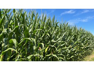 Property photo 118 - LAND AUCTION - 293+/- ACRES OFFERED IN 13 TRACTS IN CARROLL COUNTY, INDIANA