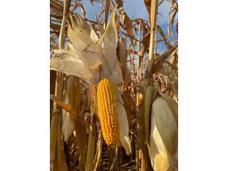 Property photo 122 - LAND AUCTION - 293+/- ACRES OFFERED IN 13 TRACTS IN CARROLL COUNTY, INDIANA