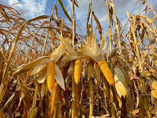 Property photo 123 - LAND AUCTION - 293+/- ACRES OFFERED IN 13 TRACTS IN CARROLL COUNTY, INDIANA