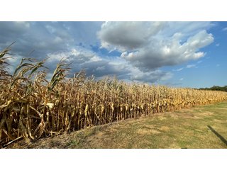 Property photo 130 - LAND AUCTION - 293+/- ACRES OFFERED IN 13 TRACTS IN CARROLL COUNTY, INDIANA