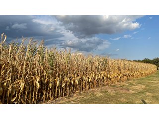 Property photo 131 - LAND AUCTION - 293+/- ACRES OFFERED IN 13 TRACTS IN CARROLL COUNTY, INDIANA