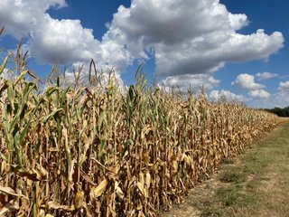 Property photo 132 - LAND AUCTION - 293+/- ACRES OFFERED IN 13 TRACTS IN CARROLL COUNTY, INDIANA
