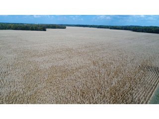 Property photo 133 - LAND AUCTION - 293+/- ACRES OFFERED IN 13 TRACTS IN CARROLL COUNTY, INDIANA