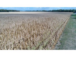 Property photo 138 - LAND AUCTION - 293+/- ACRES OFFERED IN 13 TRACTS IN CARROLL COUNTY, INDIANA
