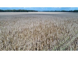 Property photo 139 - LAND AUCTION - 293+/- ACRES OFFERED IN 13 TRACTS IN CARROLL COUNTY, INDIANA