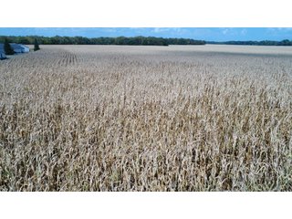 Property photo 140 - LAND AUCTION - 293+/- ACRES OFFERED IN 13 TRACTS IN CARROLL COUNTY, INDIANA