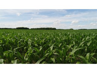 Property photo 4 - LAND AUCTION - 293+/- ACRES OFFERED IN 13 TRACTS IN CARROLL COUNTY, INDIANA