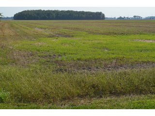 Property photo 43 - LAND AUCTION - 578+/- ACRES OFFERED IN 22 TRACTS IN DEFIANCE COUNTY, OHIO & DEKALB COUNTY, INDIANA
