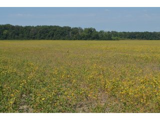Property photo 51 - LAND AUCTION - 578+/- ACRES OFFERED IN 22 TRACTS IN DEFIANCE COUNTY, OHIO & DEKALB COUNTY, INDIANA