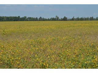 Property photo 52 - LAND AUCTION - 578+/- ACRES OFFERED IN 22 TRACTS IN DEFIANCE COUNTY, OHIO & DEKALB COUNTY, INDIANA