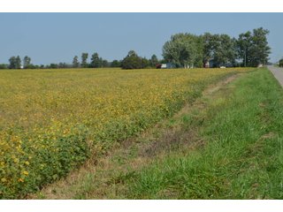 Property photo 53 - LAND AUCTION - 578+/- ACRES OFFERED IN 22 TRACTS IN DEFIANCE COUNTY, OHIO & DEKALB COUNTY, INDIANA