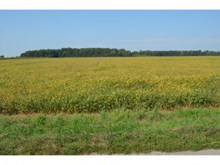 Property photo 54 - LAND AUCTION - 578+/- ACRES OFFERED IN 22 TRACTS IN DEFIANCE COUNTY, OHIO & DEKALB COUNTY, INDIANA