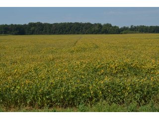 Property photo 55 - LAND AUCTION - 578+/- ACRES OFFERED IN 22 TRACTS IN DEFIANCE COUNTY, OHIO & DEKALB COUNTY, INDIANA