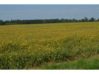 Property photo 56 - LAND AUCTION - 578+/- ACRES OFFERED IN 22 TRACTS IN DEFIANCE COUNTY, OHIO & DEKALB COUNTY, INDIANA