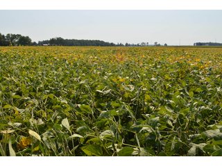 Property photo 68 - LAND AUCTION - 578+/- ACRES OFFERED IN 22 TRACTS IN DEFIANCE COUNTY, OHIO & DEKALB COUNTY, INDIANA