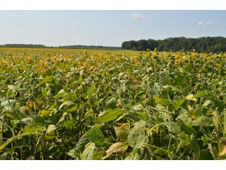Property photo 69 - LAND AUCTION - 578+/- ACRES OFFERED IN 22 TRACTS IN DEFIANCE COUNTY, OHIO & DEKALB COUNTY, INDIANA