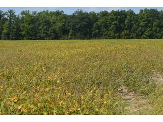 Property photo 71 - LAND AUCTION - 578+/- ACRES OFFERED IN 22 TRACTS IN DEFIANCE COUNTY, OHIO & DEKALB COUNTY, INDIANA