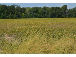 Property photo 72 - LAND AUCTION - 578+/- ACRES OFFERED IN 22 TRACTS IN DEFIANCE COUNTY, OHIO & DEKALB COUNTY, INDIANA