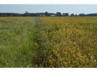 Property photo 73 - LAND AUCTION - 578+/- ACRES OFFERED IN 22 TRACTS IN DEFIANCE COUNTY, OHIO & DEKALB COUNTY, INDIANA