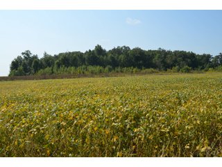 Property photo 74 - LAND AUCTION - 578+/- ACRES OFFERED IN 22 TRACTS IN DEFIANCE COUNTY, OHIO & DEKALB COUNTY, INDIANA