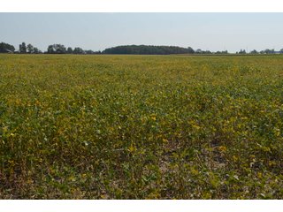 Property photo 76 - LAND AUCTION - 578+/- ACRES OFFERED IN 22 TRACTS IN DEFIANCE COUNTY, OHIO & DEKALB COUNTY, INDIANA