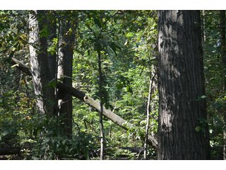 Property photo 77 - LAND AUCTION - 578+/- ACRES OFFERED IN 22 TRACTS IN DEFIANCE COUNTY, OHIO & DEKALB COUNTY, INDIANA