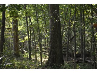 Property photo 80 - LAND AUCTION - 578+/- ACRES OFFERED IN 22 TRACTS IN DEFIANCE COUNTY, OHIO & DEKALB COUNTY, INDIANA