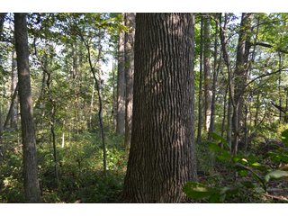 Property photo 81 - LAND AUCTION - 578+/- ACRES OFFERED IN 22 TRACTS IN DEFIANCE COUNTY, OHIO & DEKALB COUNTY, INDIANA