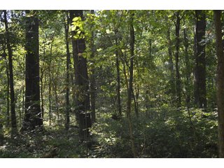 Property photo 82 - LAND AUCTION - 578+/- ACRES OFFERED IN 22 TRACTS IN DEFIANCE COUNTY, OHIO & DEKALB COUNTY, INDIANA