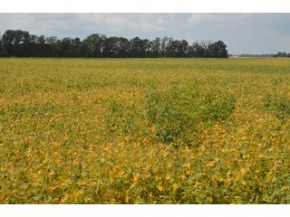Property photo 83 - LAND AUCTION - 578+/- ACRES OFFERED IN 22 TRACTS IN DEFIANCE COUNTY, OHIO & DEKALB COUNTY, INDIANA