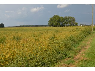 Property photo 84 - LAND AUCTION - 578+/- ACRES OFFERED IN 22 TRACTS IN DEFIANCE COUNTY, OHIO & DEKALB COUNTY, INDIANA