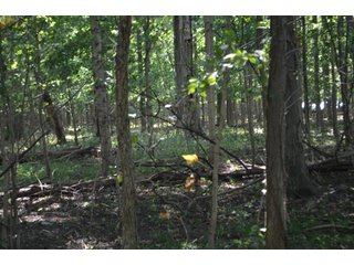 Property photo 93 - LAND AUCTION - 578+/- ACRES OFFERED IN 22 TRACTS IN DEFIANCE COUNTY, OHIO & DEKALB COUNTY, INDIANA