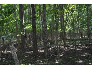 Property photo 94 - LAND AUCTION - 578+/- ACRES OFFERED IN 22 TRACTS IN DEFIANCE COUNTY, OHIO & DEKALB COUNTY, INDIANA