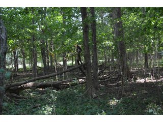 Property photo 95 - LAND AUCTION - 578+/- ACRES OFFERED IN 22 TRACTS IN DEFIANCE COUNTY, OHIO & DEKALB COUNTY, INDIANA