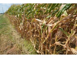 Property photo 139 - LAND AUCTION - 578+/- ACRES OFFERED IN 22 TRACTS IN DEFIANCE COUNTY, OHIO & DEKALB COUNTY, INDIANA